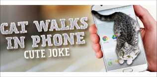 Cat Walks in Phone Cute Joke